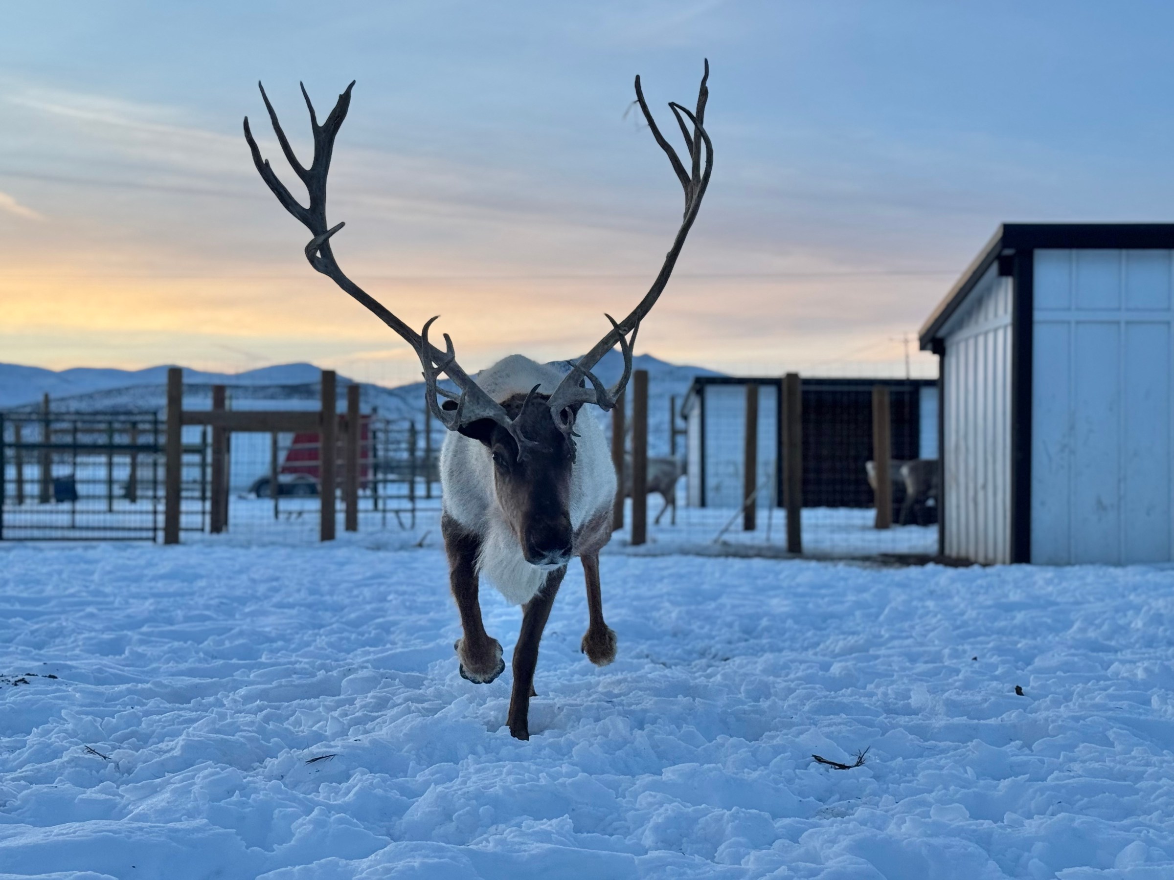 THE REINDEER EXPRESS – #6